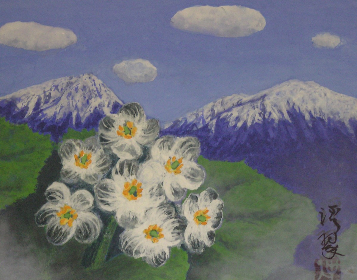 北アルプスと雨後のサンカヨウ